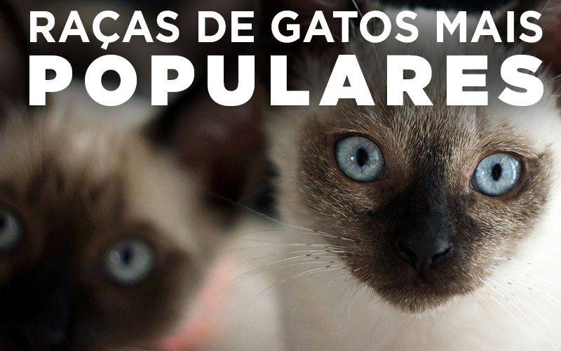 RAÇAS DE GATOS MAIS POPULARES