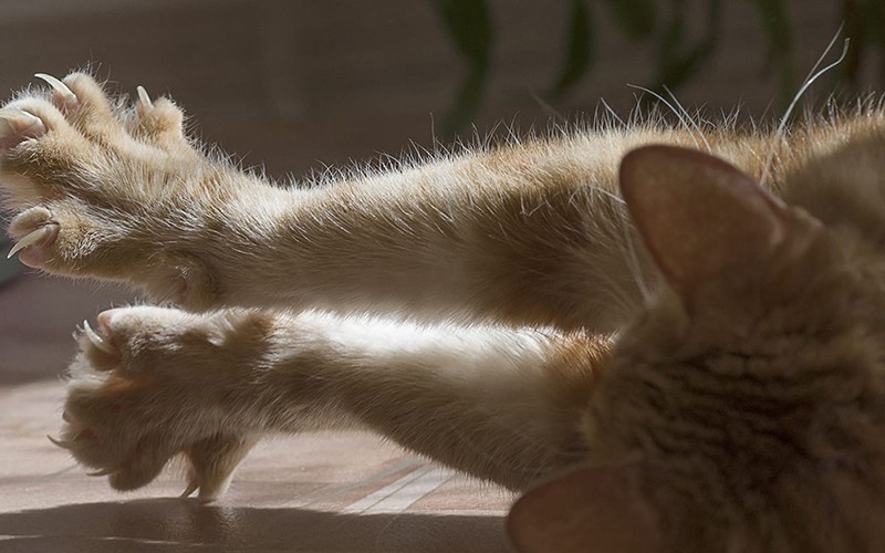 Remoção das unhas em gatos proibida em Nova Iorque