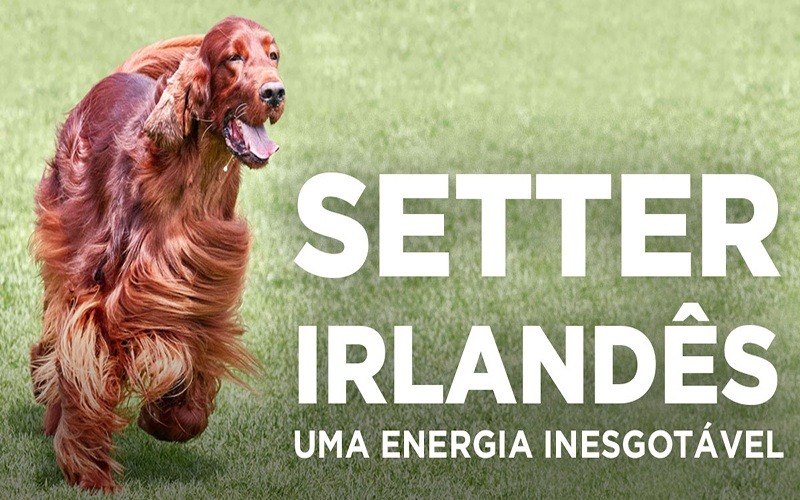 SETTER IRLANDÊS - Uma energia inesgotável