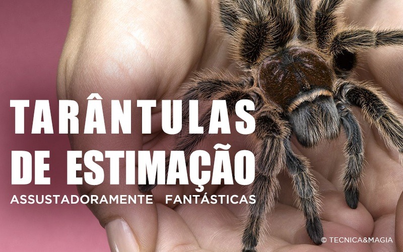 TARÂNTULAS DE ESTIMAÇÃO - Assustadoramente fantásticas!