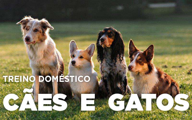 TREINO DOMÉSTICO, CÃES E GATOS