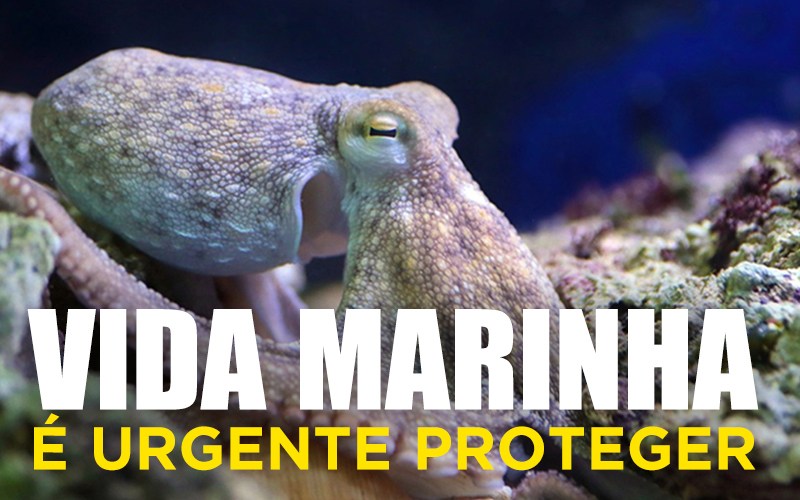 VIDA MARINHA - É urgente proteger!