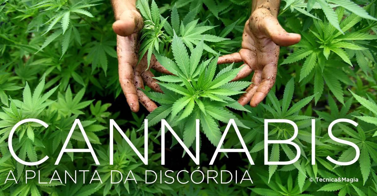 CANNABIS, A PLANTA DA DISCÓRDIA