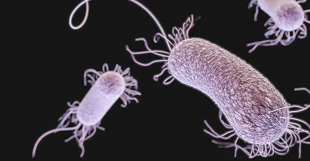 Muco protege e desarma atividade bacteriana