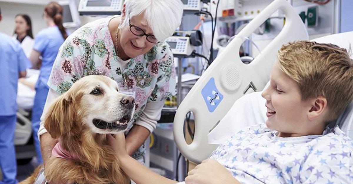 Uso de cães em tratamentos pode potenciar contaminação por MRSA