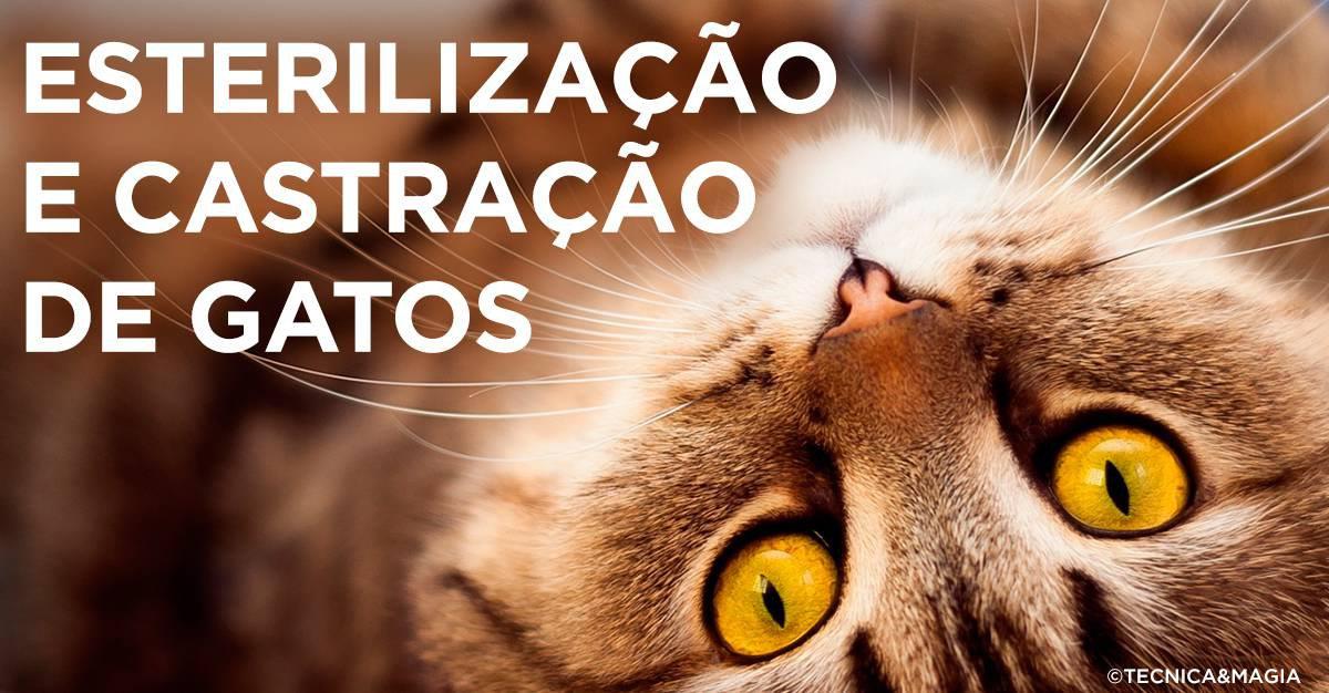 ESTERILIZAÇÃO/CASTRAÇÃO: VANTAGENS E DESVANTAGENS PARA OS GATOS