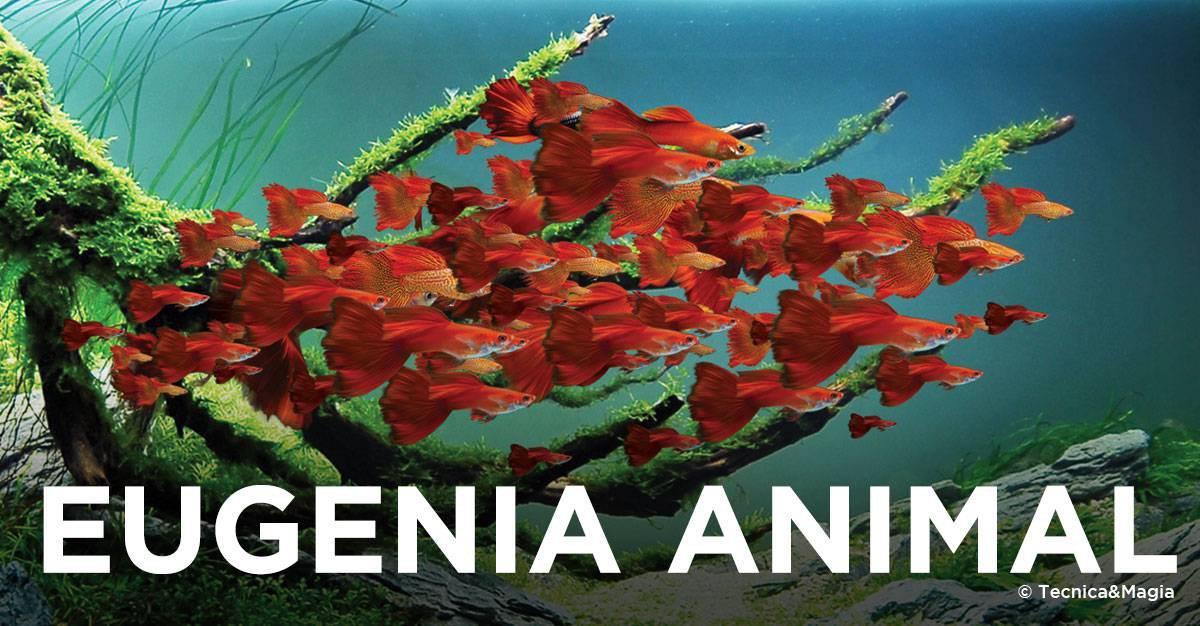 EUGENIA ANIMAL