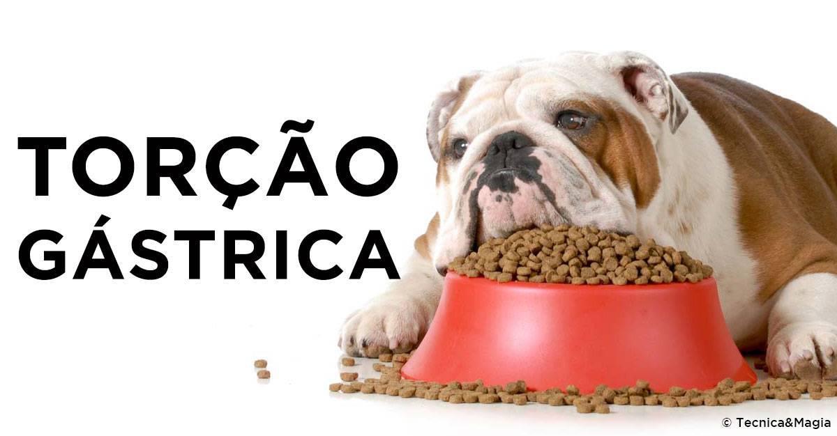 CÃES: TORÇÃO GÁSTRICA