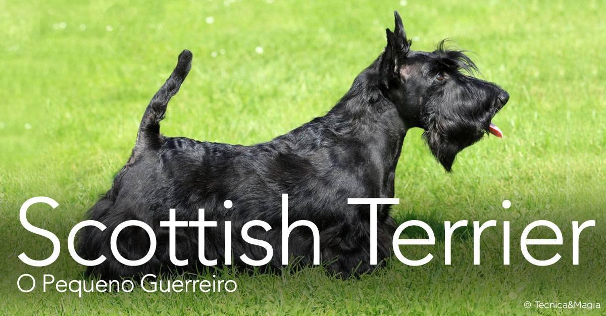 SCOTTISH TERRIER, O PEQUENO GUERREIRO