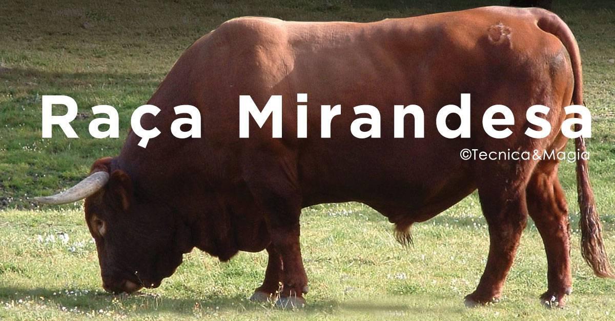 RAÇA MIRANDESA