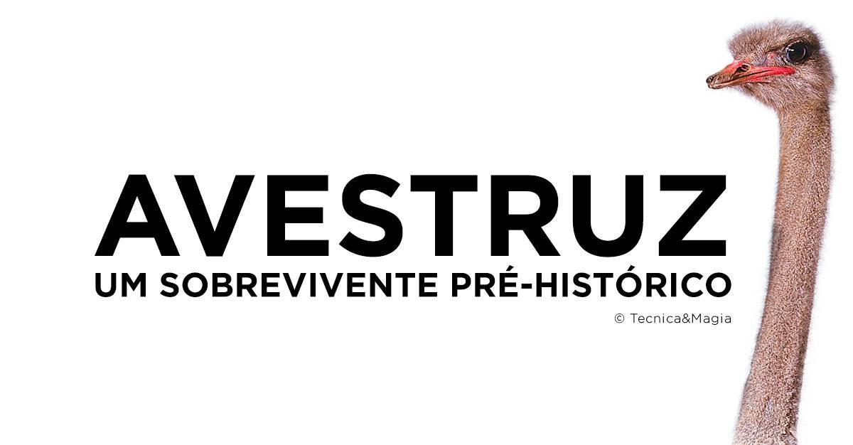 AVESTRUZ