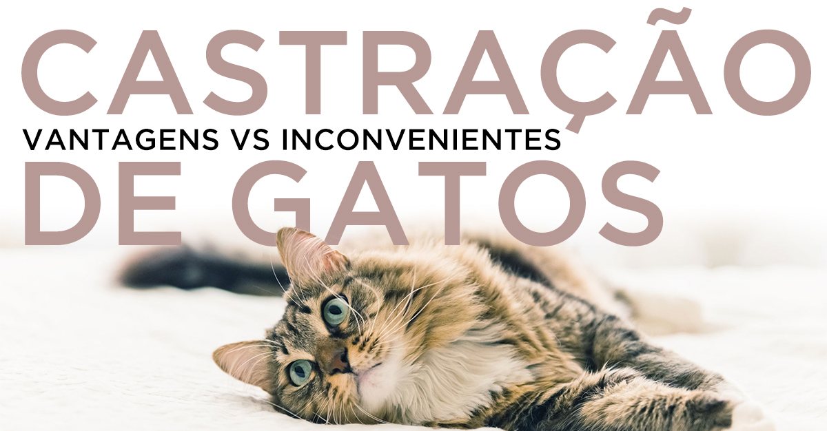 CASTRAÇÃO – GATOS