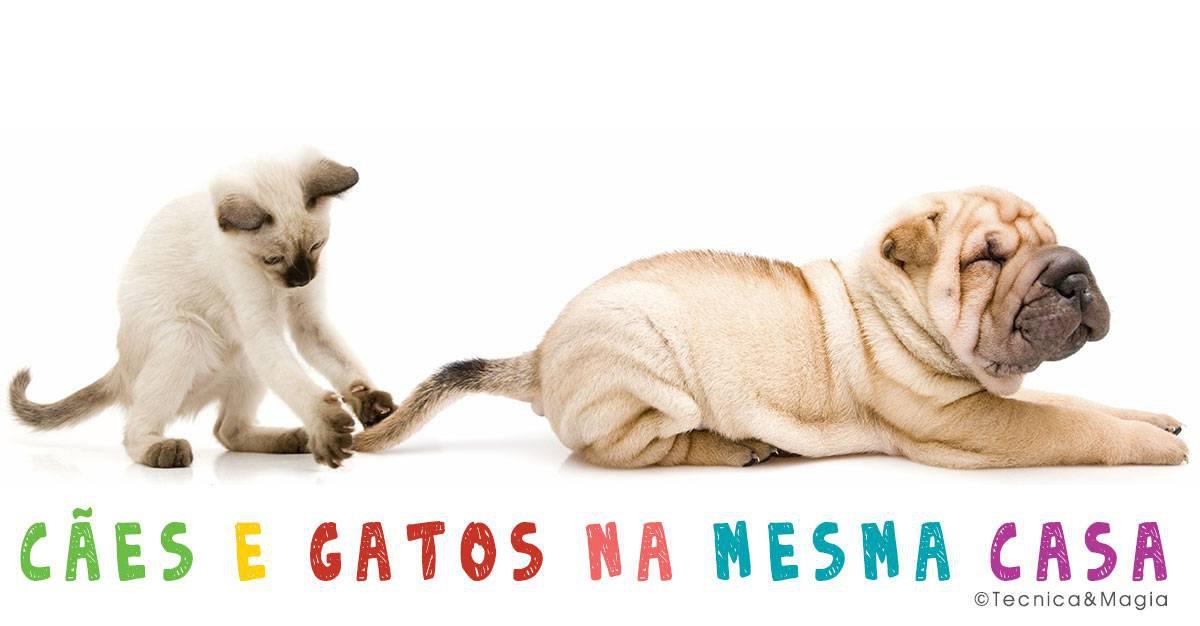 CÃES E GATOS NA MESMA CASA