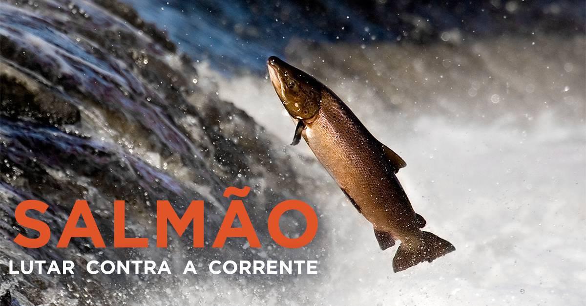 SALMÃO, LUTAR CONTRA A CORRENTE