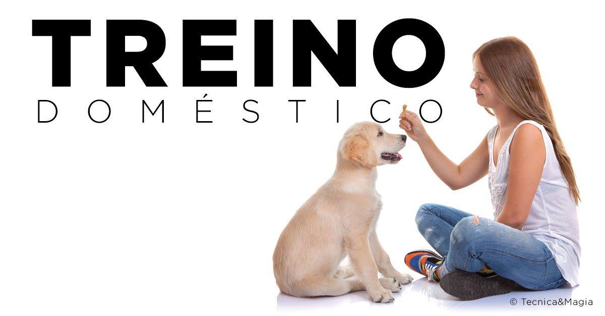 TREINO DOMÉSTICO, CÃES E GATOS