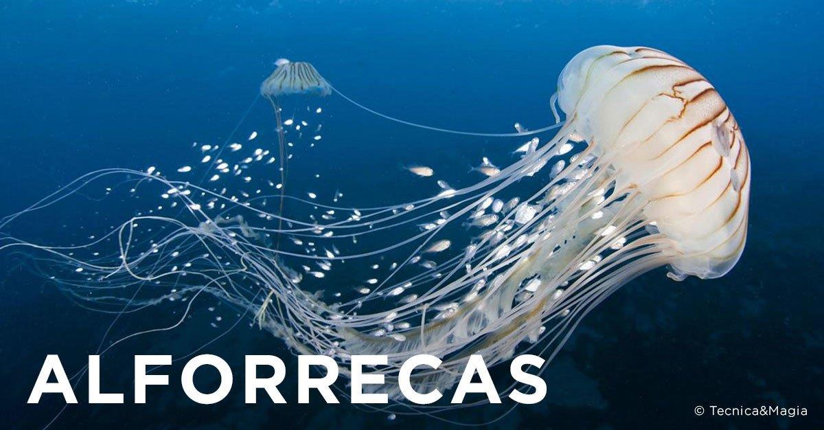 ALFORRECAS