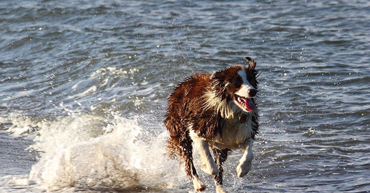 Estudo sugere que cães são bons Personal Trainers