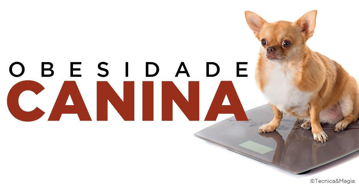 OBESIDADE CANINA