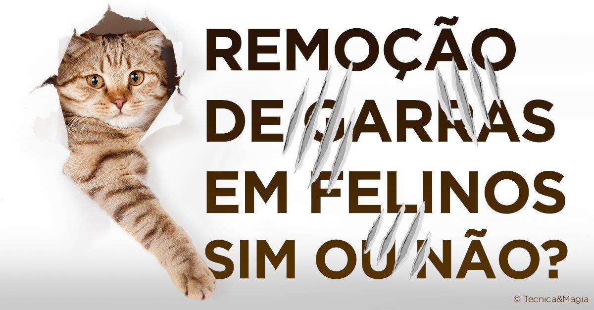 Remoção de garras em felinos: sim ou não?