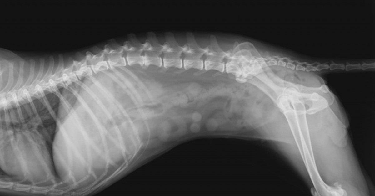 Identificada causa da doença do disco intervertebral em cães