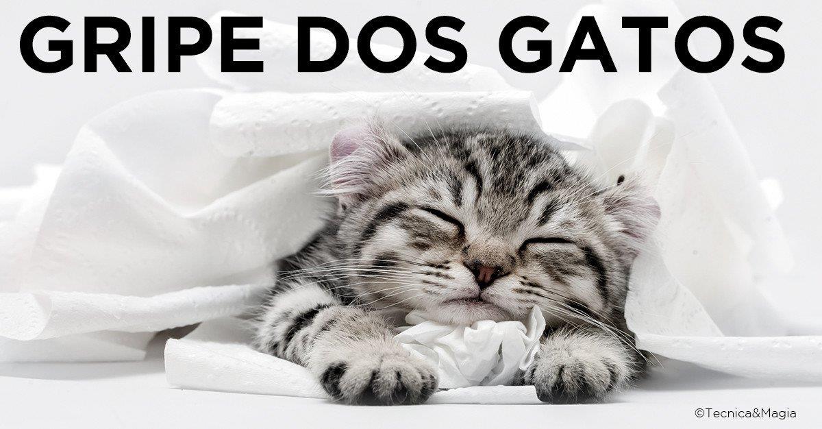 GRIPE DOS GATOS