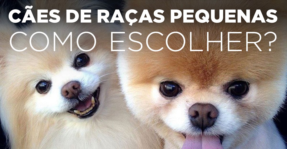 CÃES DE RAÇAS PEQUENAS COMO ESCOLHER?