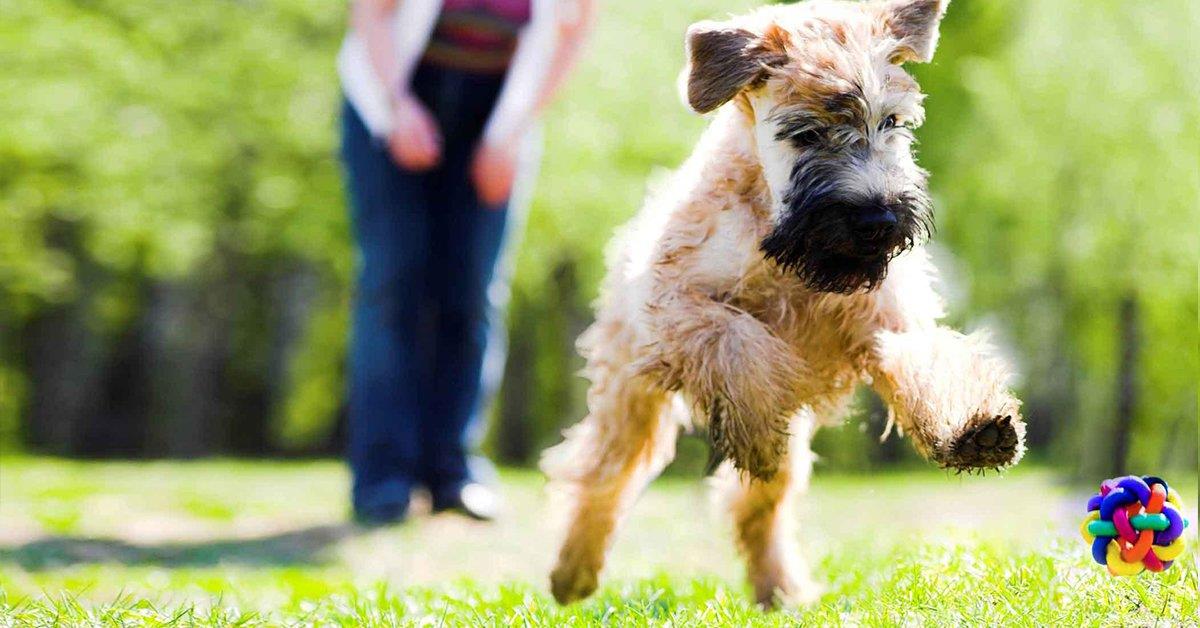 JOGOS PARA EDUCAR O SEU CÃO