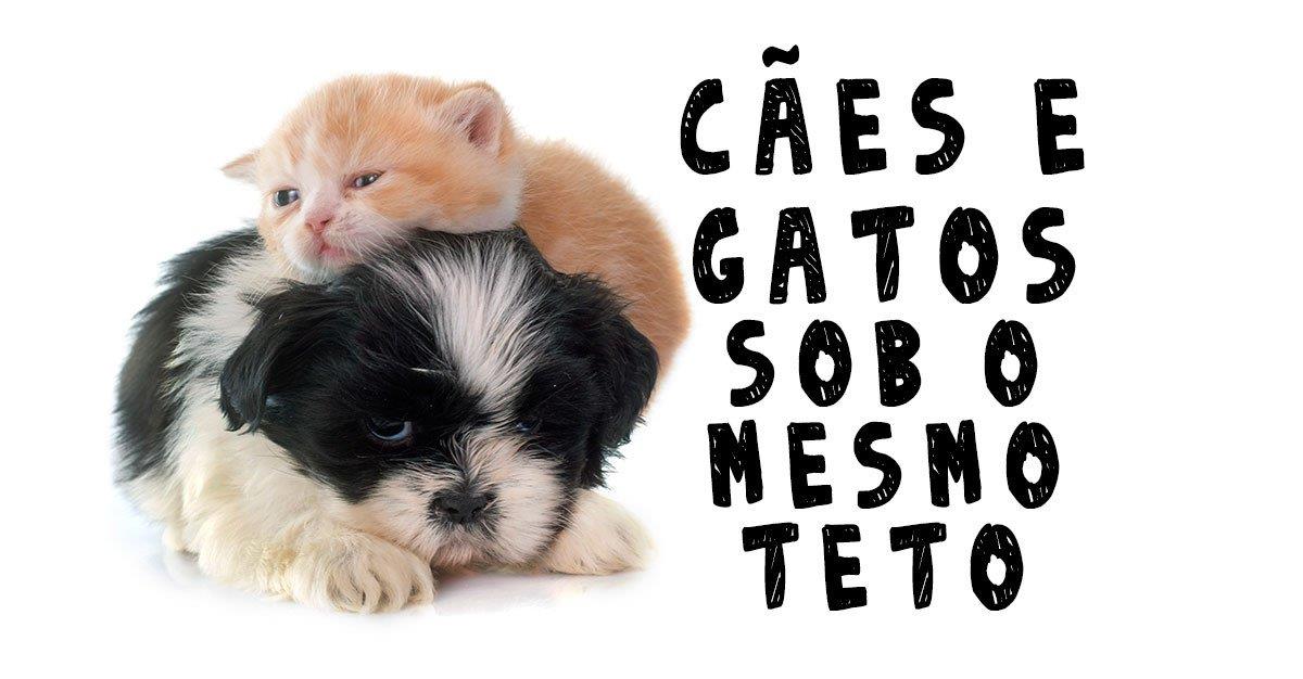 CÃES E GATOS SOB O MESMO TETO