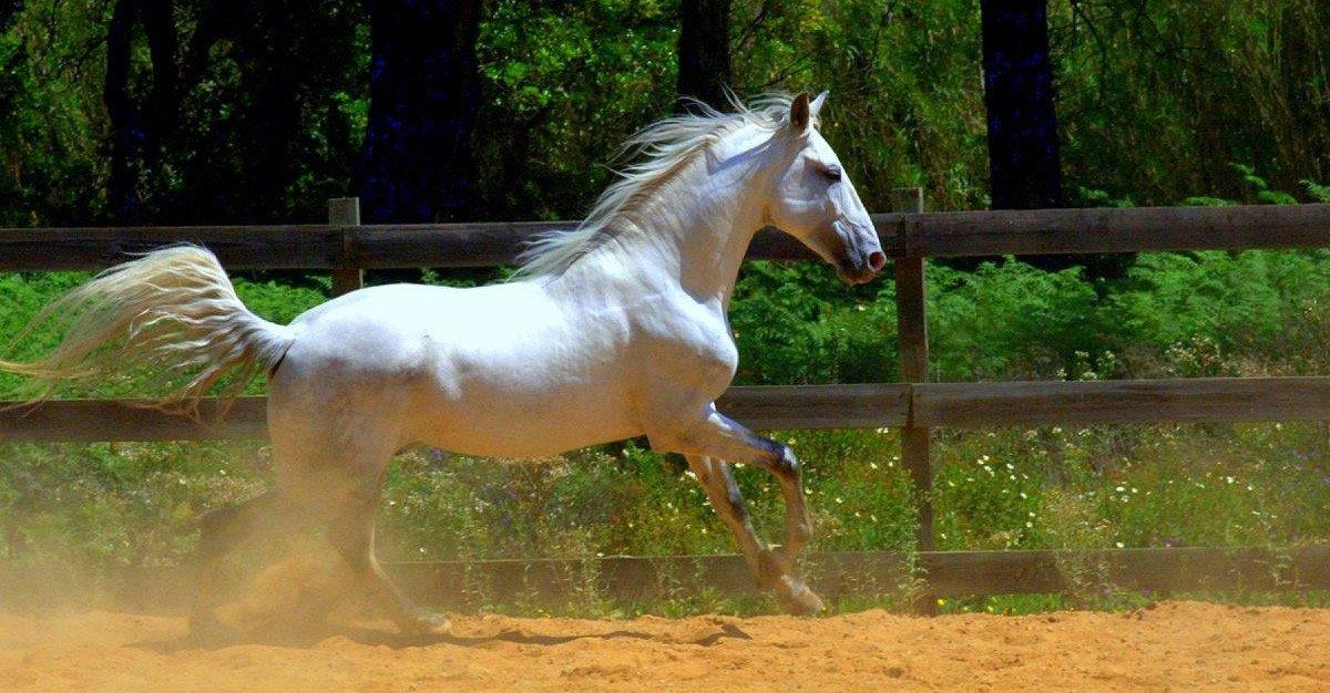 PURO SANGUE LUSITANO