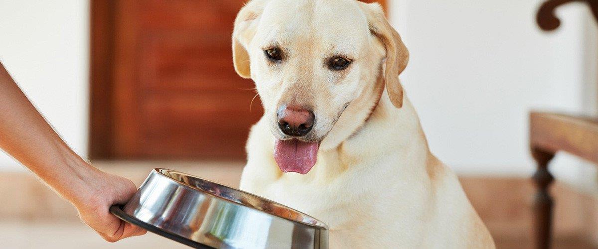 Rações sem cereais para cães podem estar relacionadas com doença cardíaca