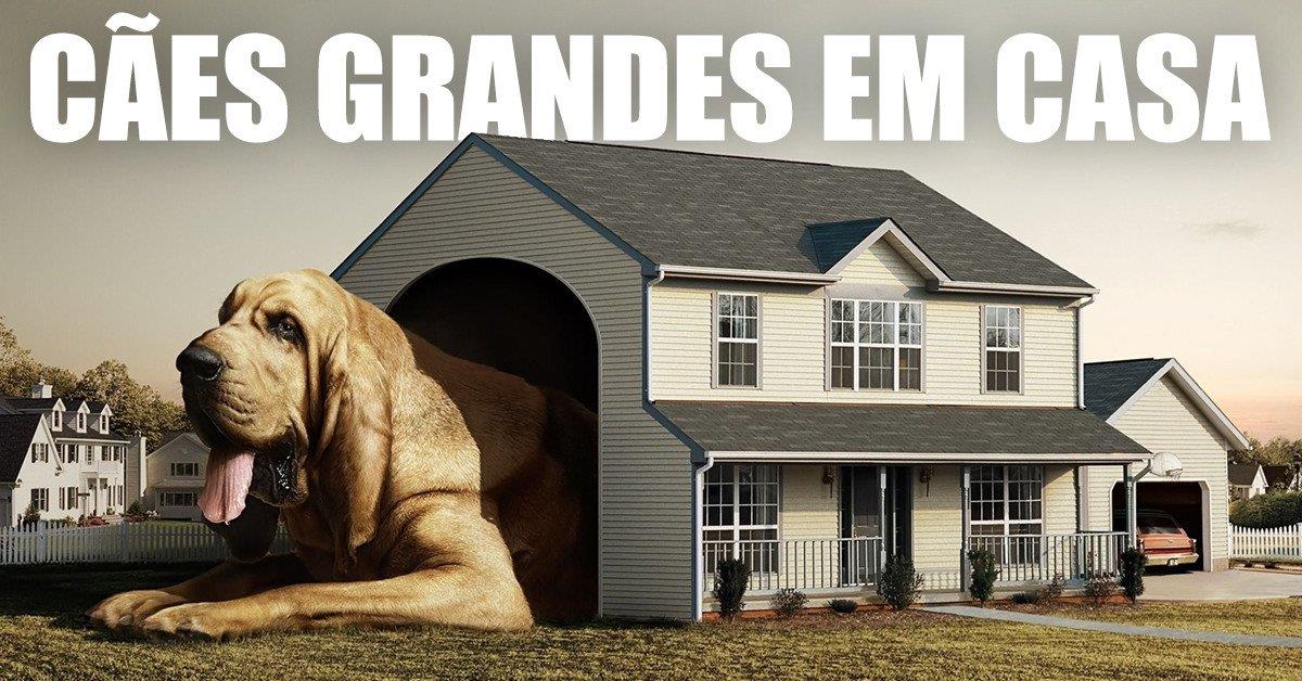 CÃES GRANDES EM CASA