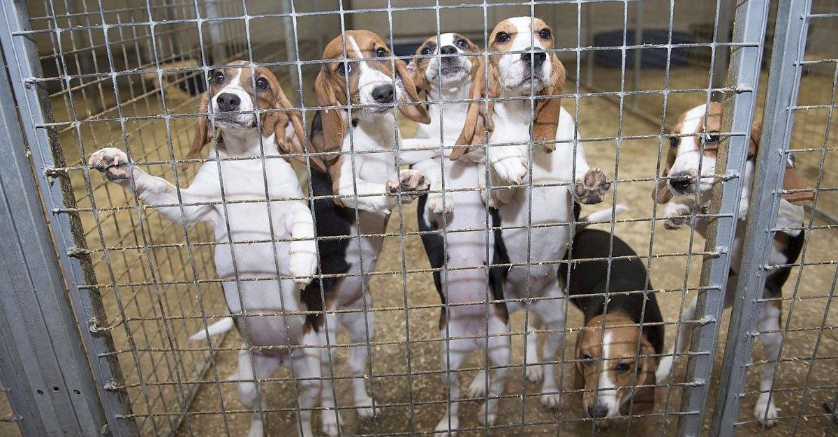 FDA quer reduzir utilização de cães em estudos clínicos