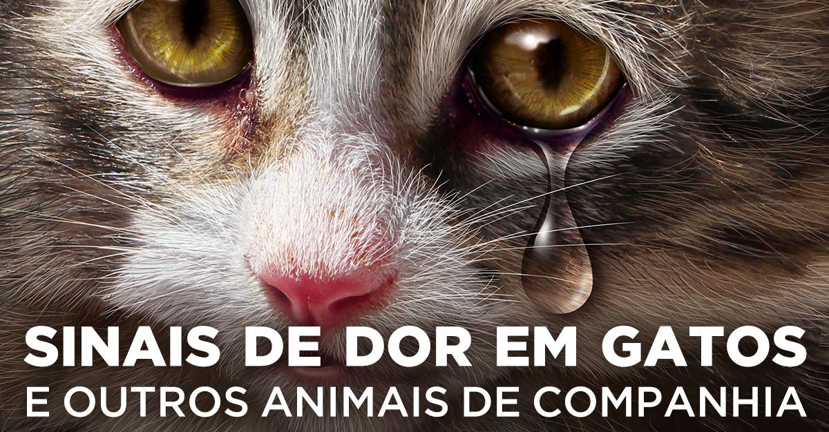 SINAIS DE DOR EM GATOS E OUTROS ANIMAIS DE COMPANHIA - Aprenda e identificá-los!