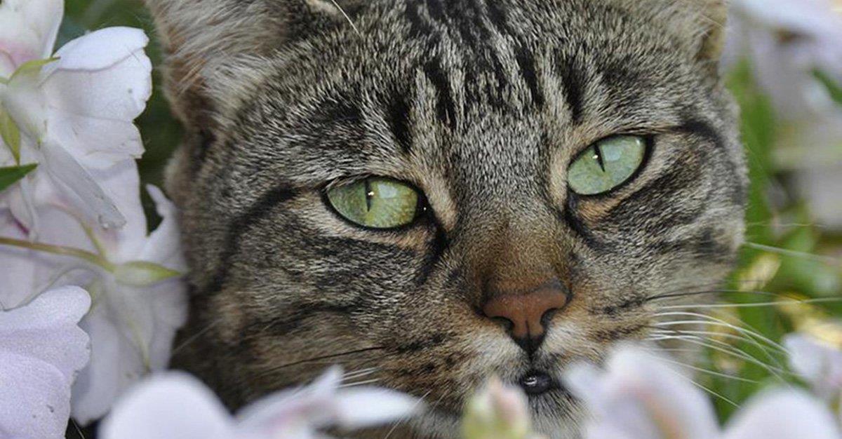 Lírios são altamente tóxicos para os gatos