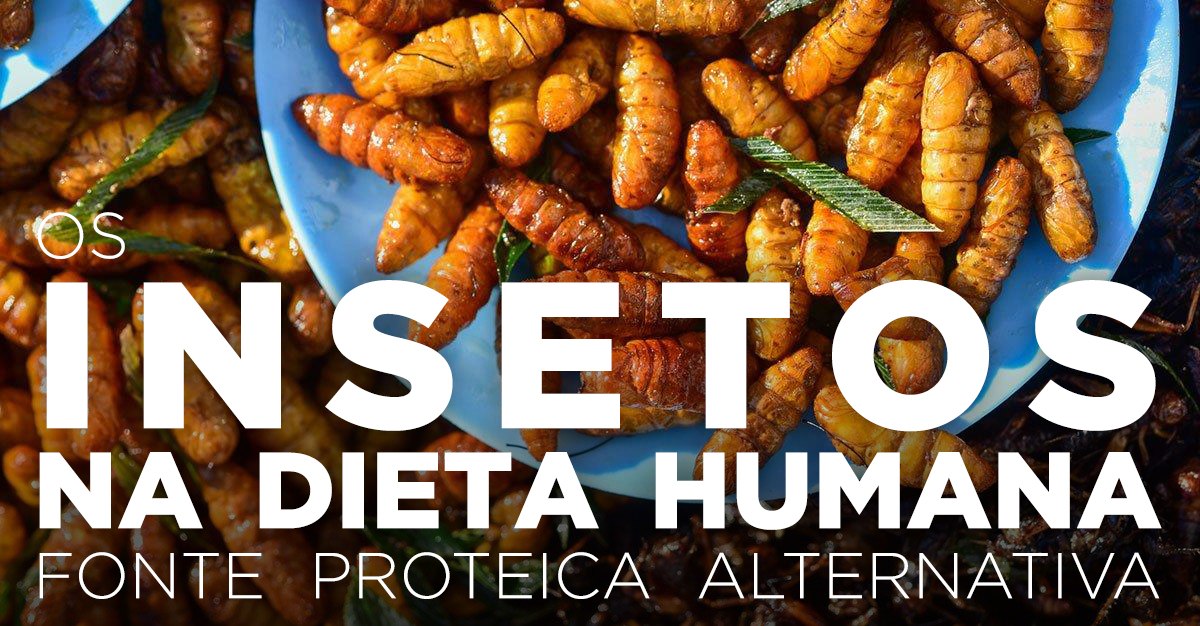 OS INSETOS NA DIETA HUMANA - Fonte proteica alternativa