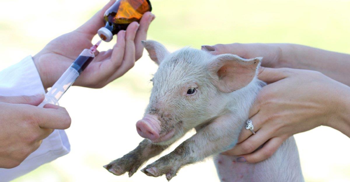 Publicadas recomendações para combater resistência antimicrobiana em animais de companhia