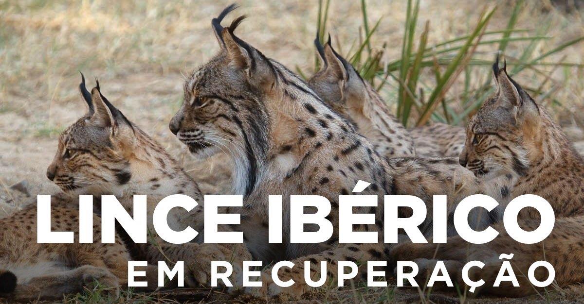 LINCE IBÉRICO - Em recuperação!