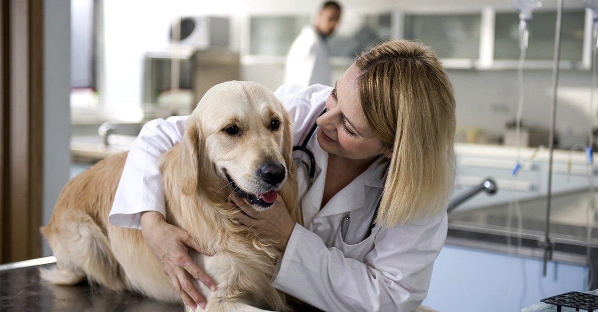 Esterilização em cães de grande porte aumenta risco de obesidade