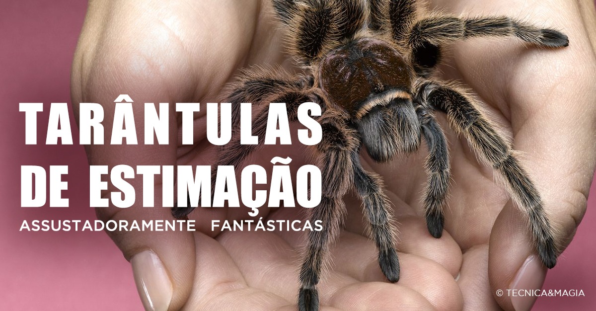 TARÂNTULAS DE ESTIMAÇÃO - Assustadoramente fantásticas!