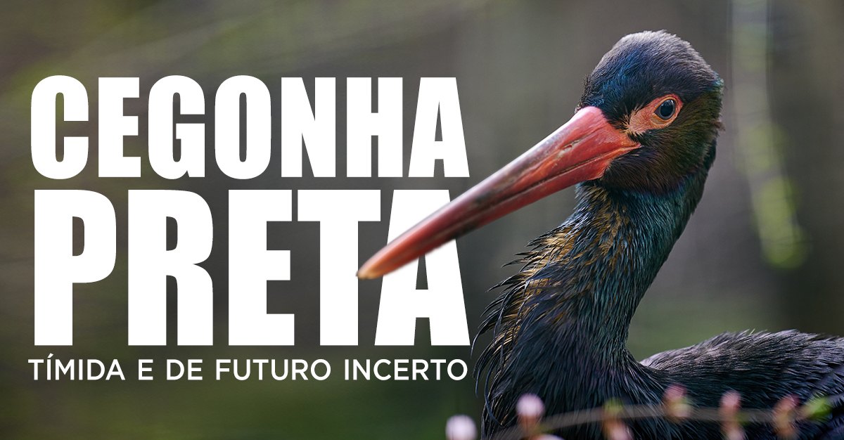 CEGONHA PRETA - Tímida e de futuro incerto