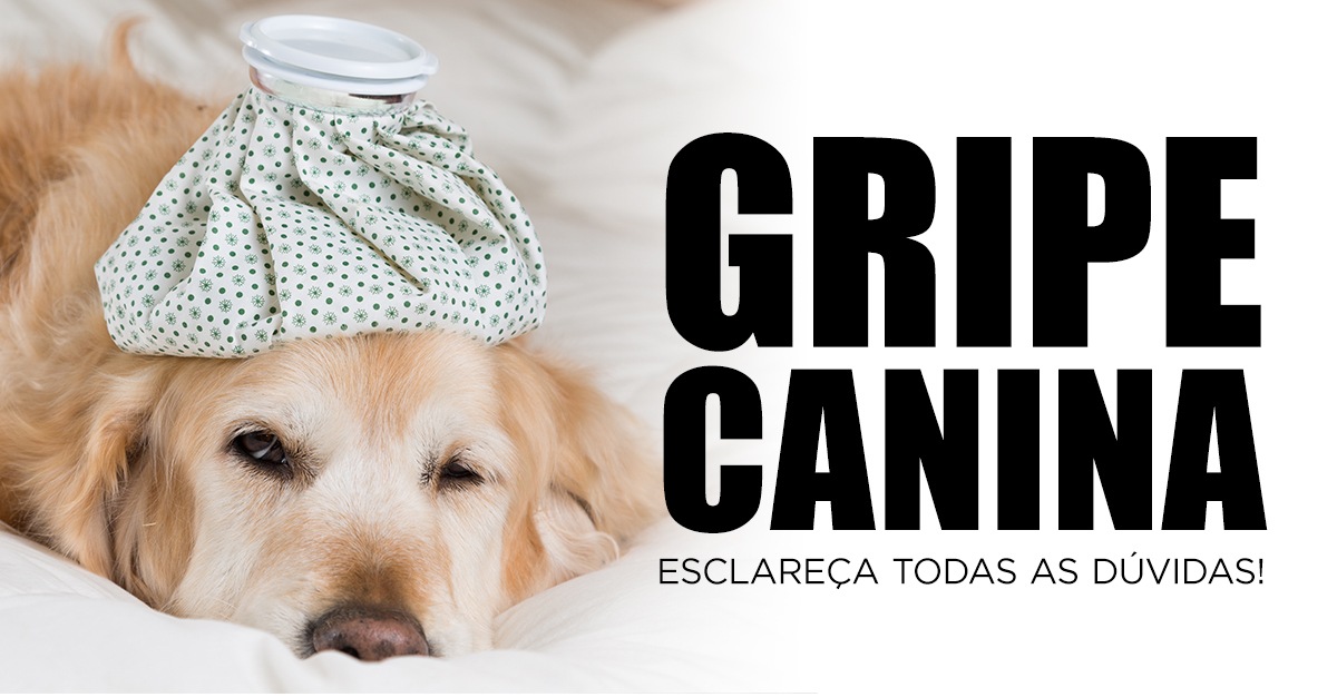 GRIPE CANINA - Esclareça todas as dúvidas!