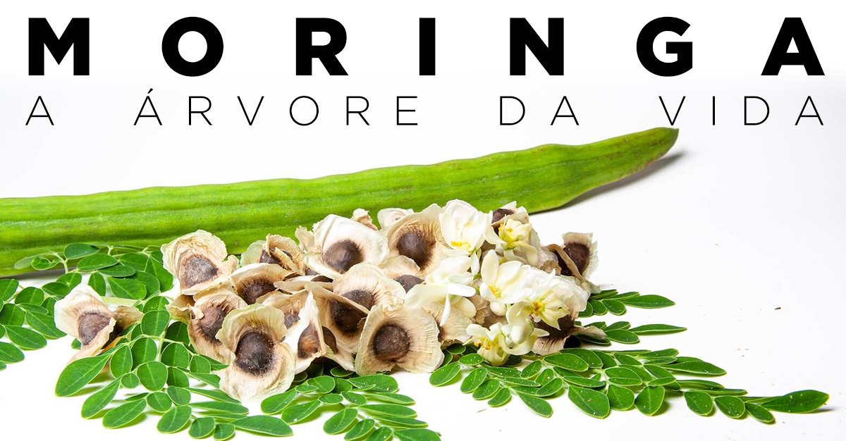 MORINGA, A ÁRVORE DA VIDA