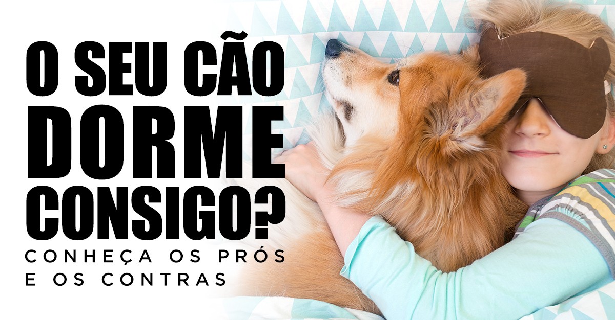 O SEU CÃO DORME CONSIGO? Conheça os prós e os contras