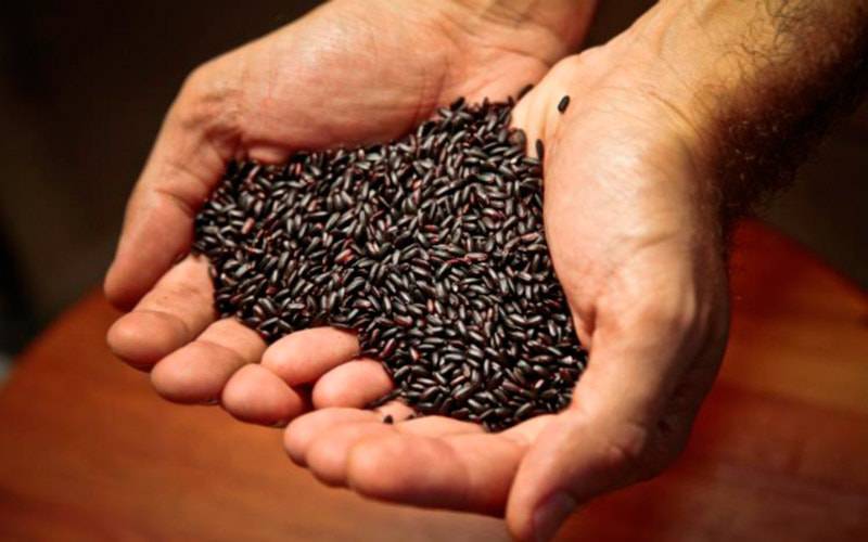 Arroz preto é das variedades mais saudáveis