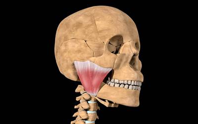 Descoberto novo músculo na mandíbula