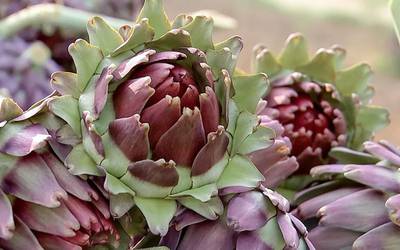 Alcachofra, uma planta amiga da silhueta… e não só