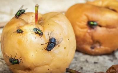 Moscas da fruta ajudam a descobrir dietas para tratar doença rara