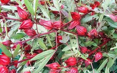 Antioxidantes na planta rosela ajudam a controlar a obesidade