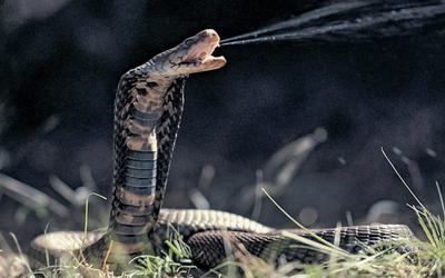 Descoberto tratamento eficaz para veneno de cobra cuspideira