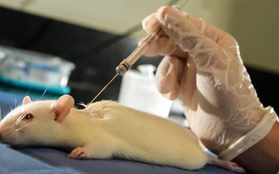Contracetivo masculino reversível tem sucesso em ratos